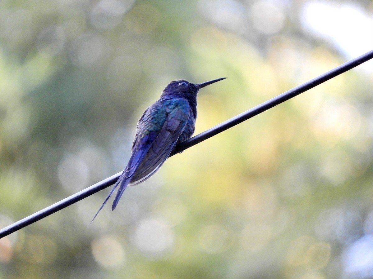 Colibrí Golondrina - ML650839435