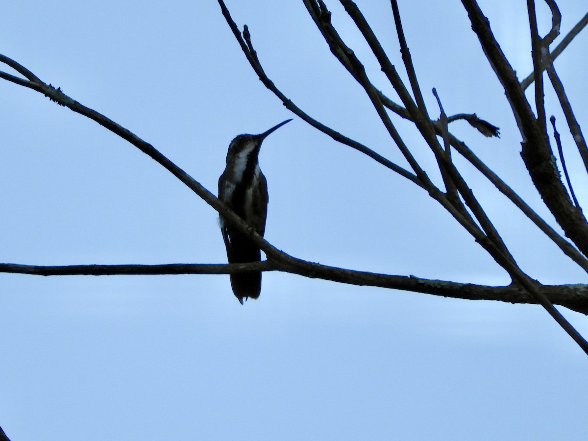 Mango Gorjinegro - ML650839438