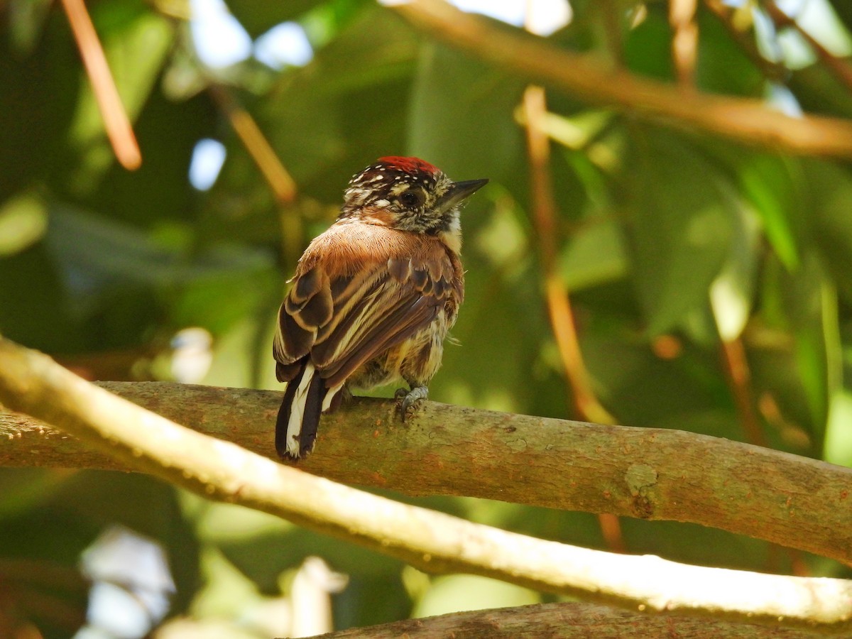 Carpinterito Uruguayo - ML650839439