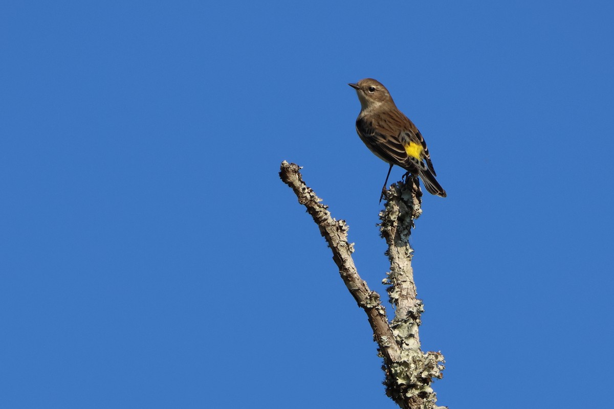 Reinita Coronada - ML650839440