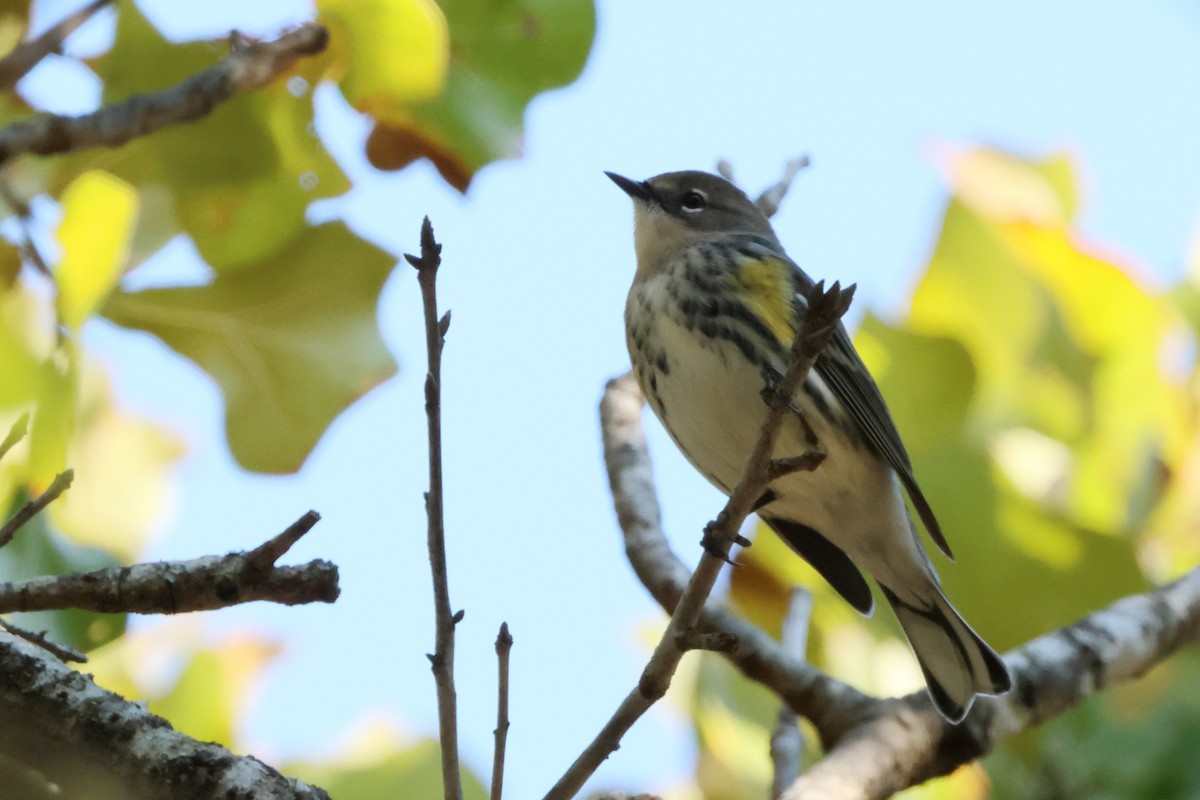 Reinita Coronada - ML650839441