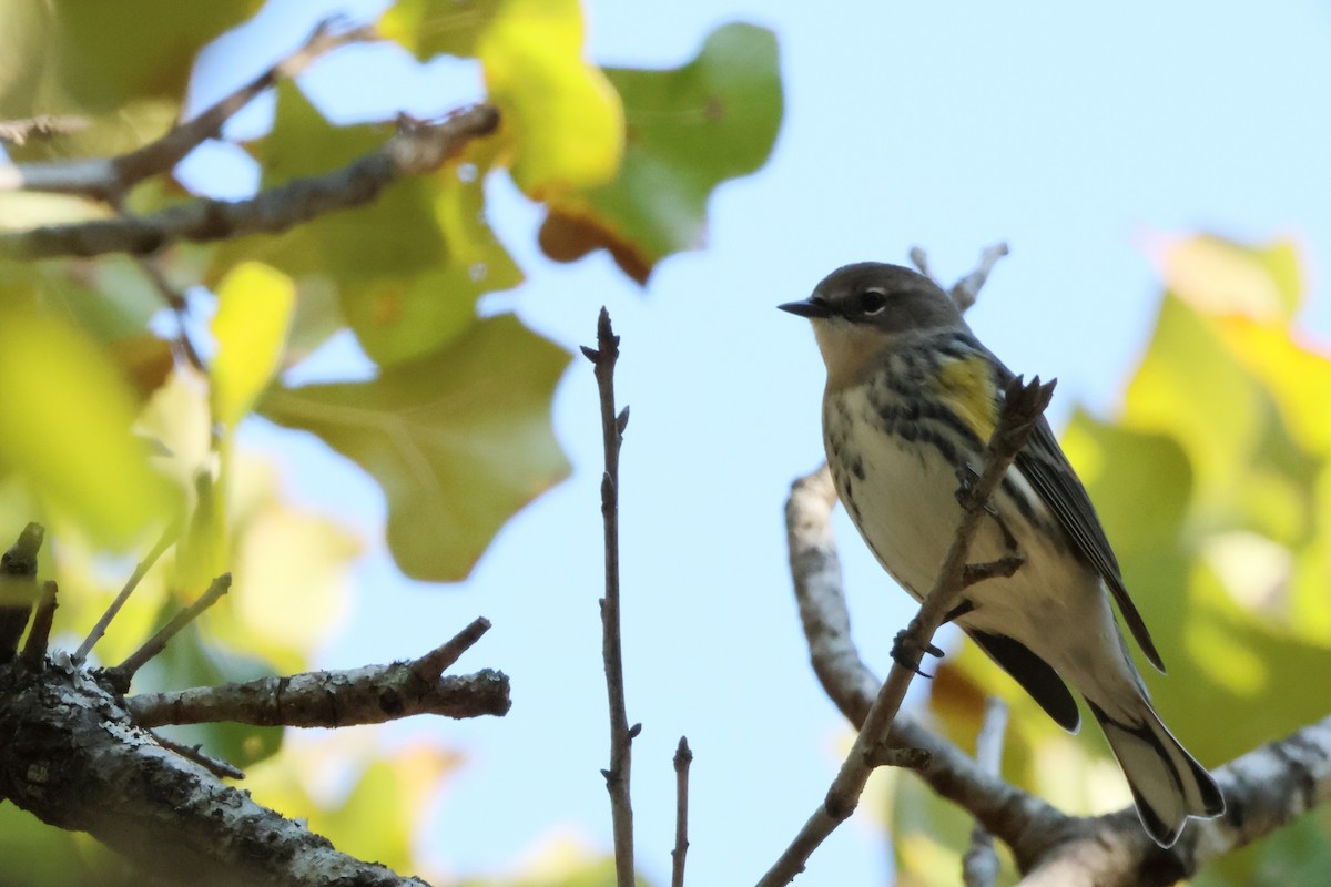 Reinita Coronada - ML650839442