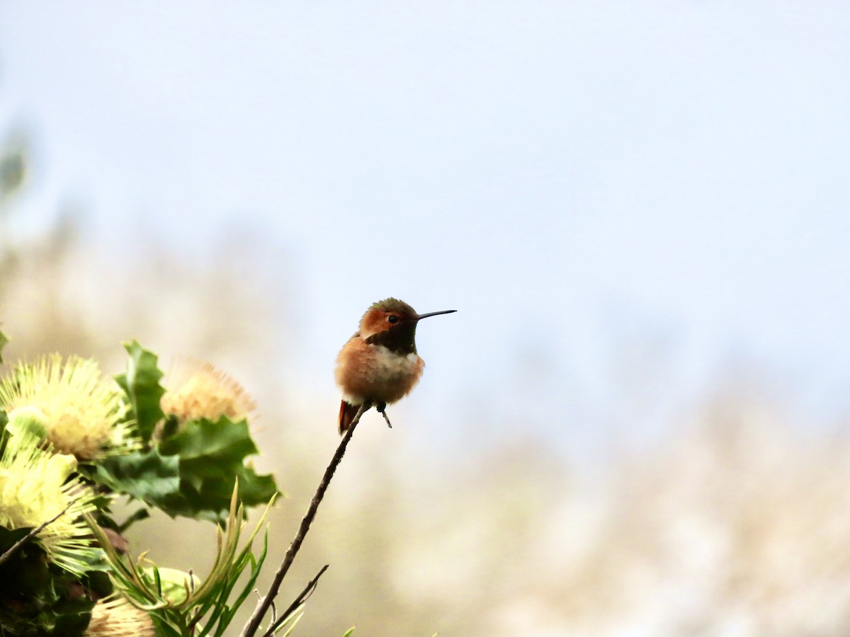 Colibrí de Allen - ML650839443