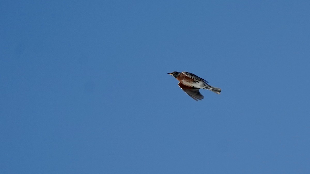 Zorzal Americano - ML650839444