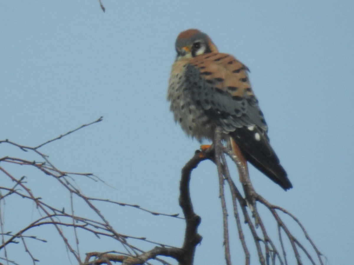 Cernícalo Americano - ML650839445