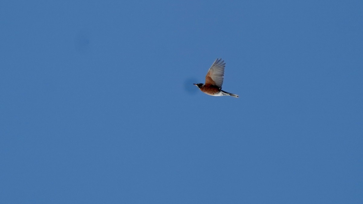 Zorzal Americano - ML650839446