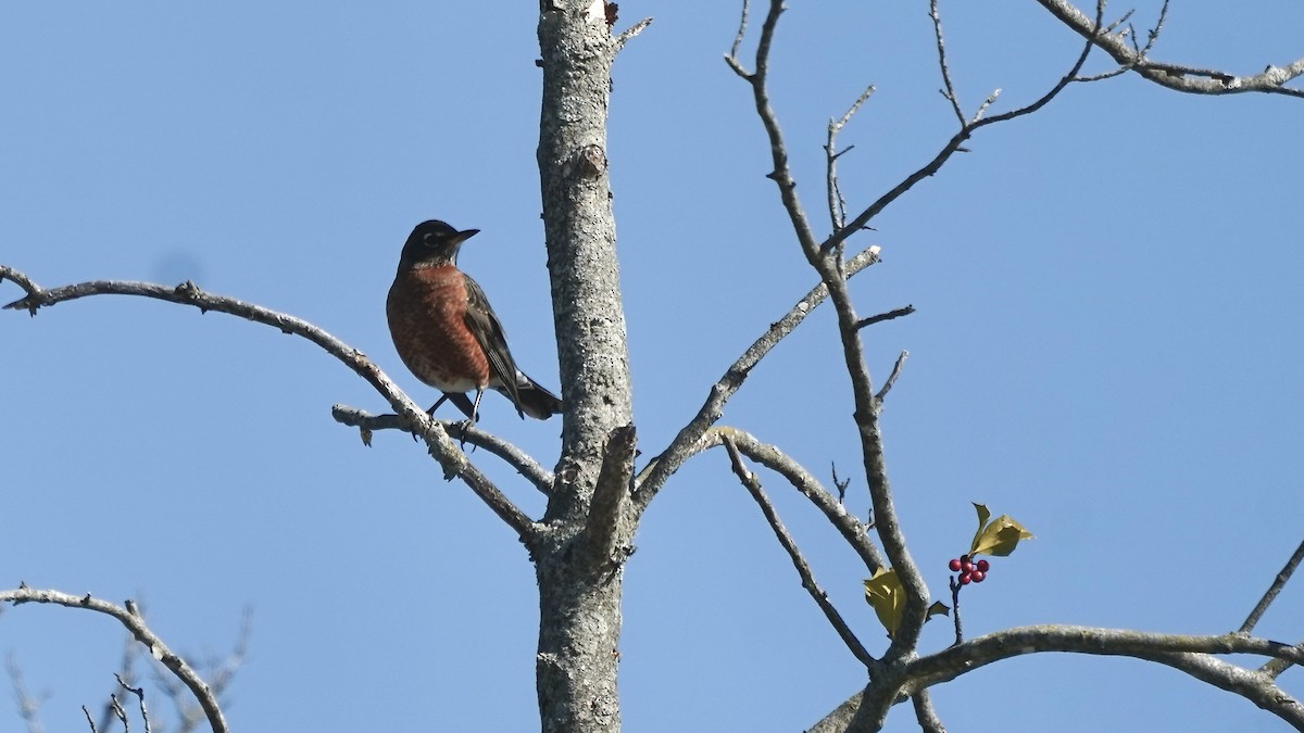 Zorzal Americano - ML650839448