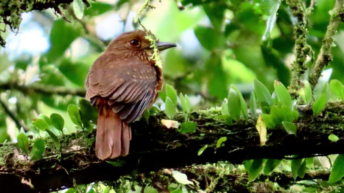 Buco Barbón - ML650839449