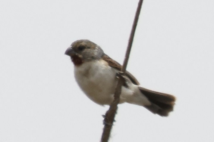 Semillero Gorjicastaño - ML650839450