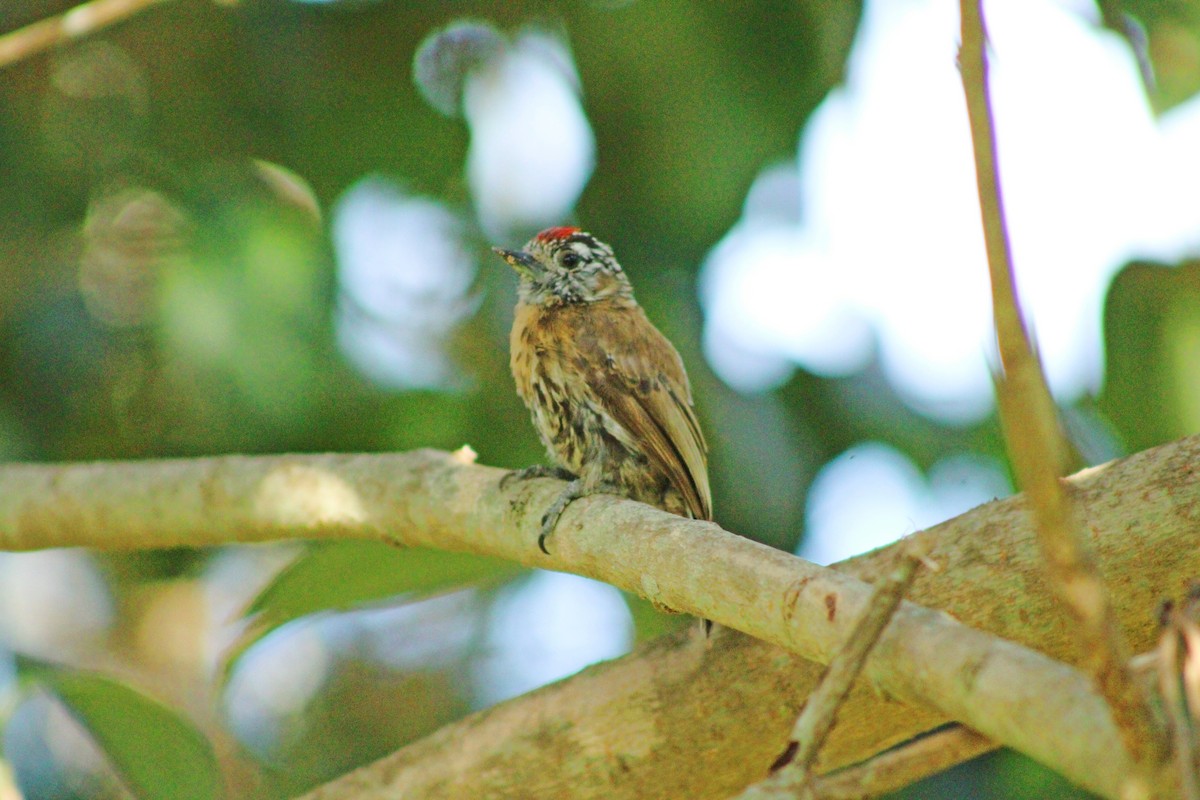 Carpinterito Uruguayo - ML650839451