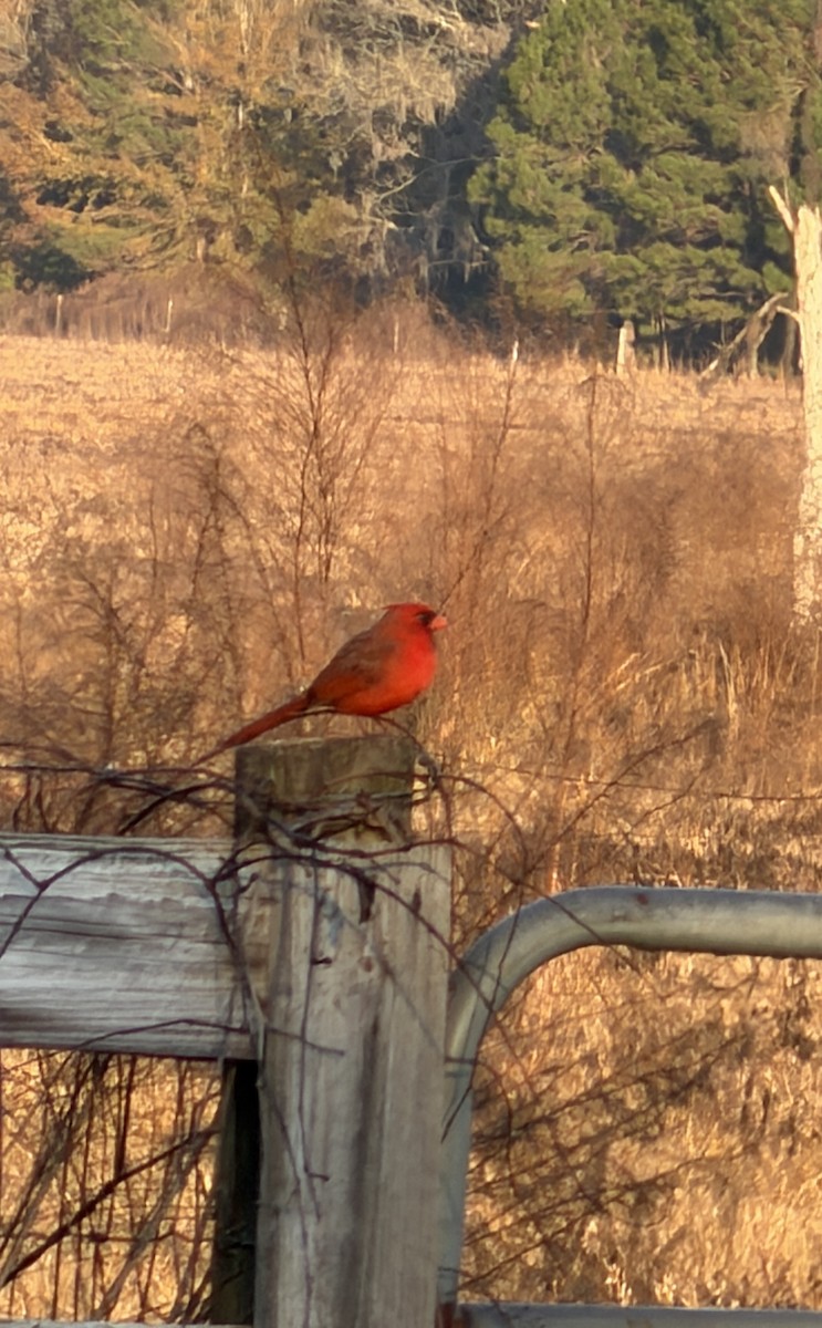 Cardenal Norteño - ML650839452