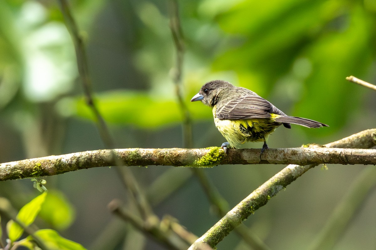 Tangara Flamígera (culigualda) - ML650839454