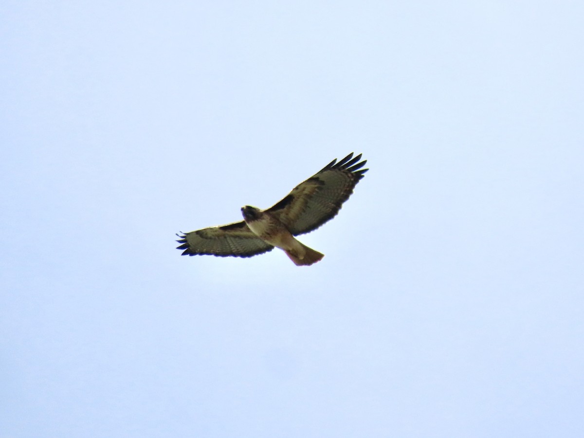 Busardo Colirrojo - ML650839456