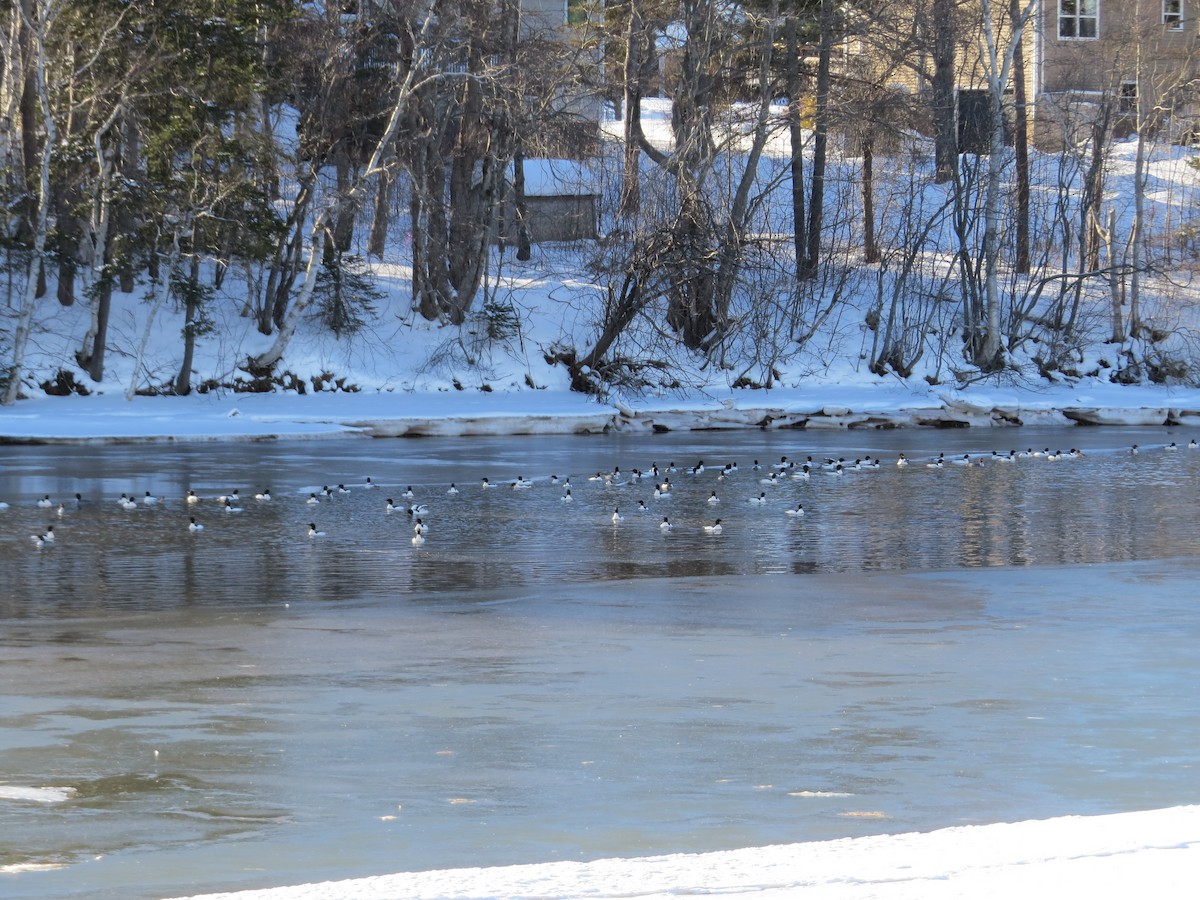 Serreta Grande - ML650839457