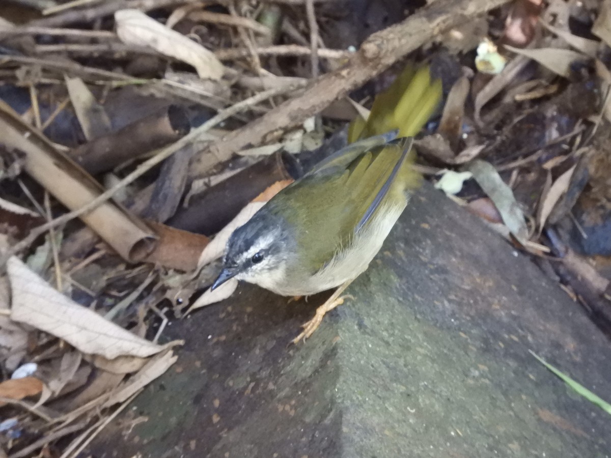 Reinita Ribereña - ML650839461