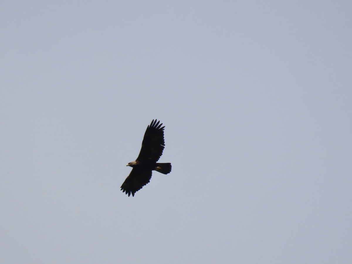 Águila Real - ML650839463