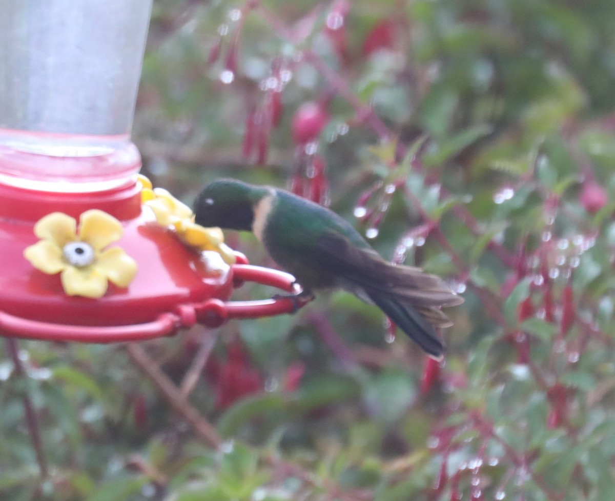 Amethyst-throated Sunangel - ML650839653