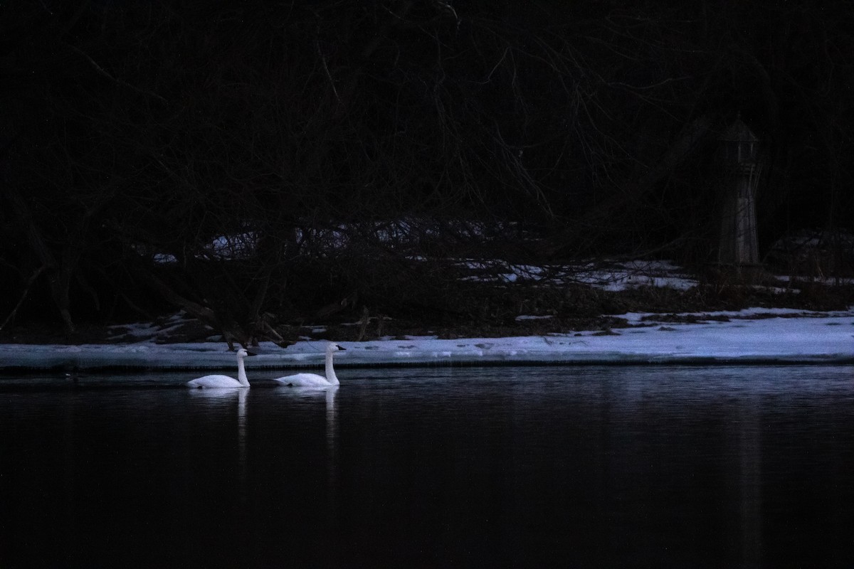 Cisne Chico - ML650839682