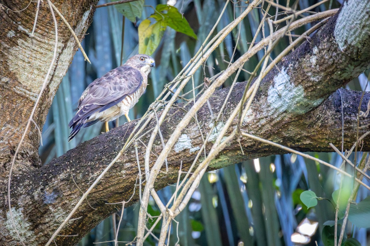 Broad-winged Hawk - ML650839693