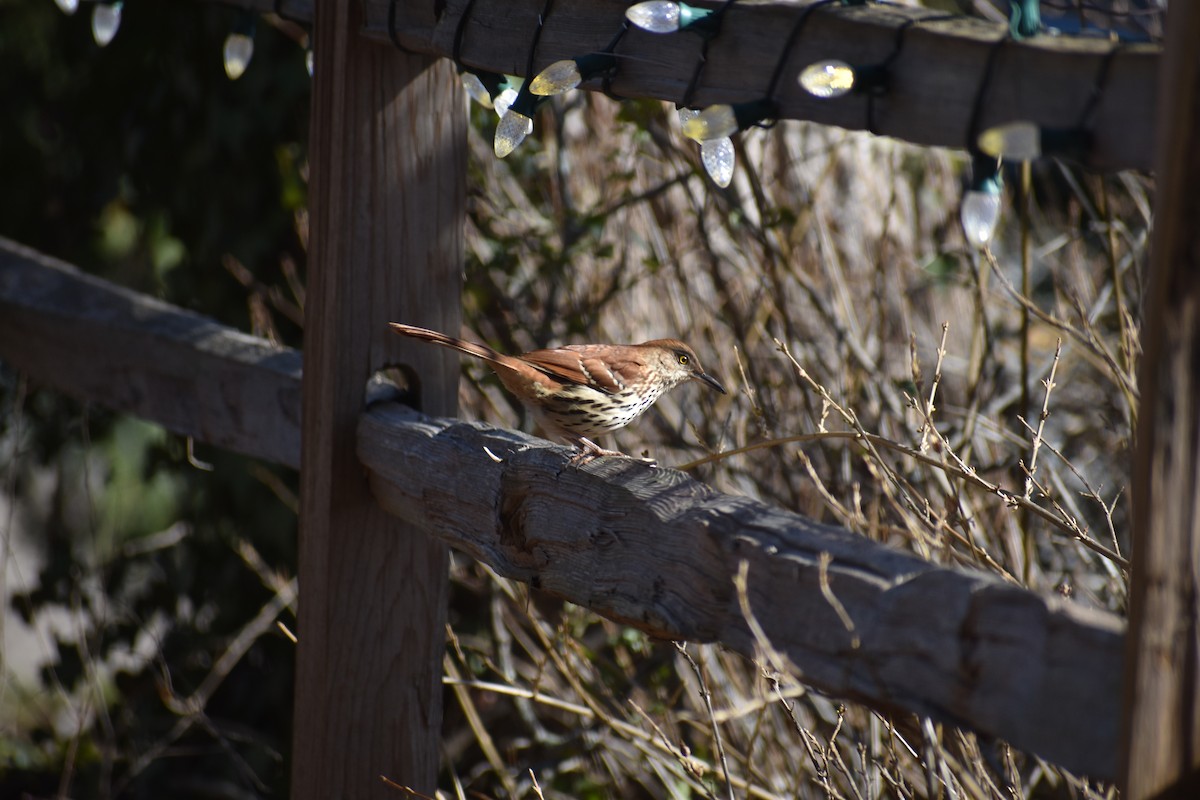 Brown Thrasher - ML650839850
