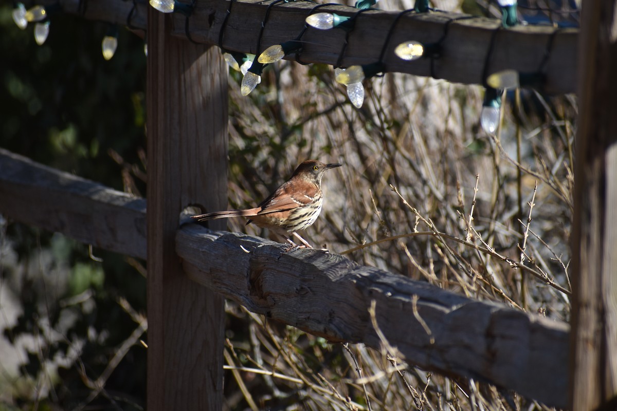 Brown Thrasher - ML650839851