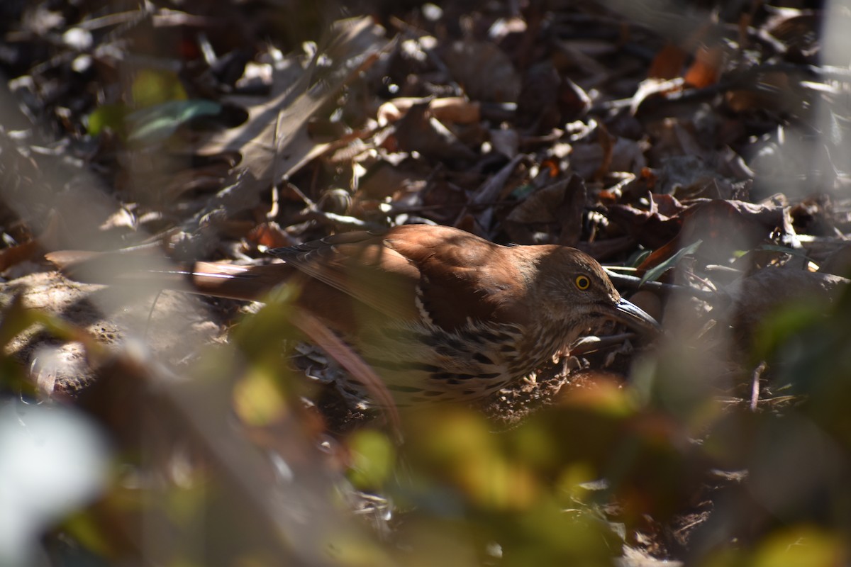 Brown Thrasher - ML650839852