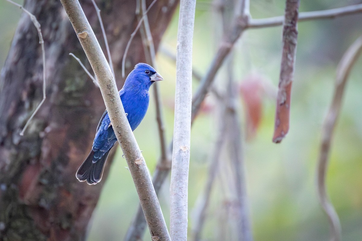 Blue Grosbeak - ML650840020