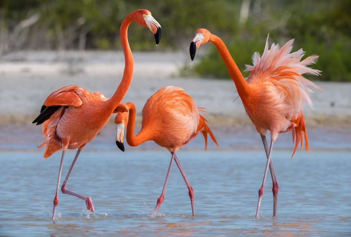 פלמינגו אמריקני - ML650840461