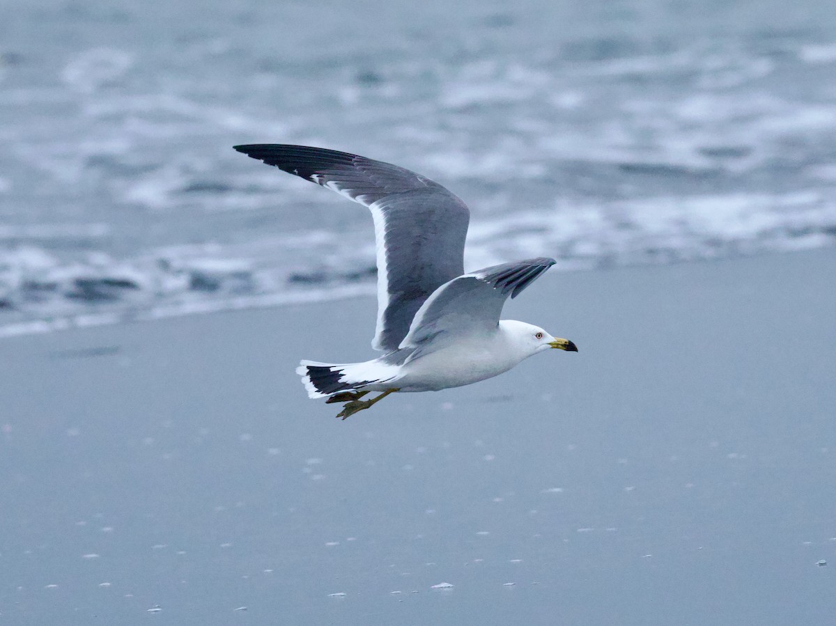 Black-tailed Gull - ML650840507