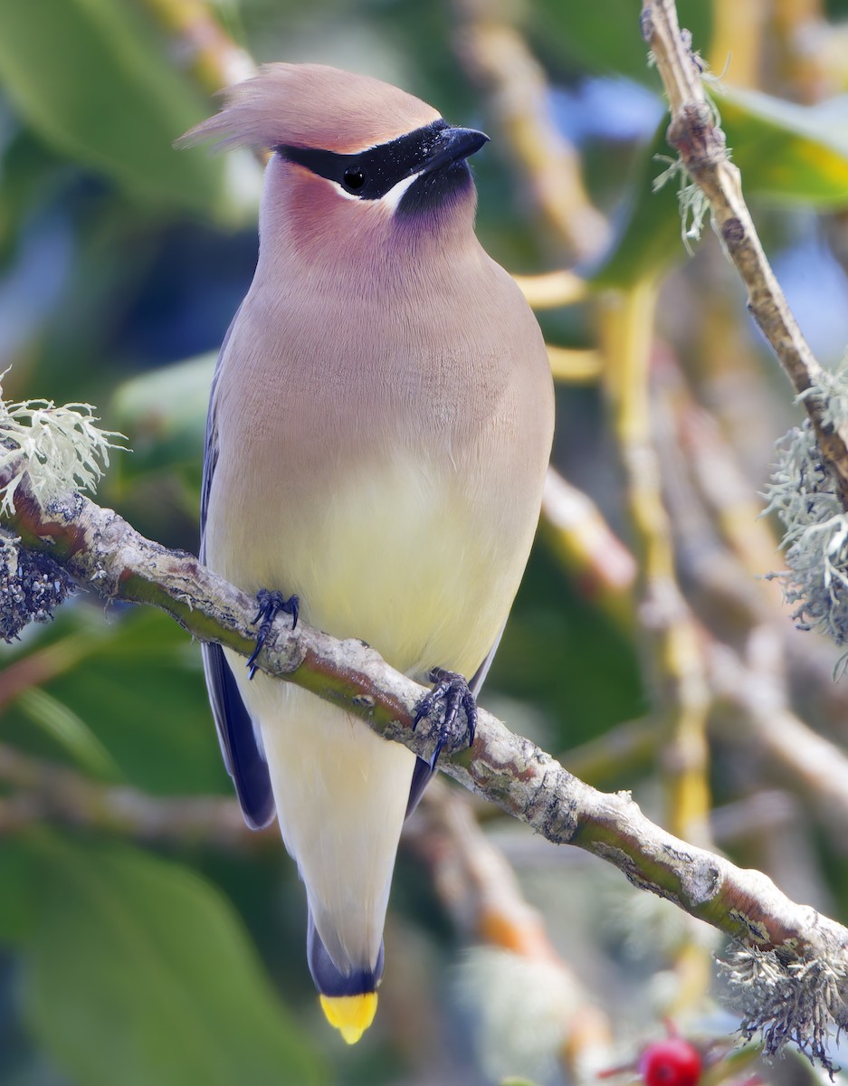 Cedar Waxwing - ML650840526