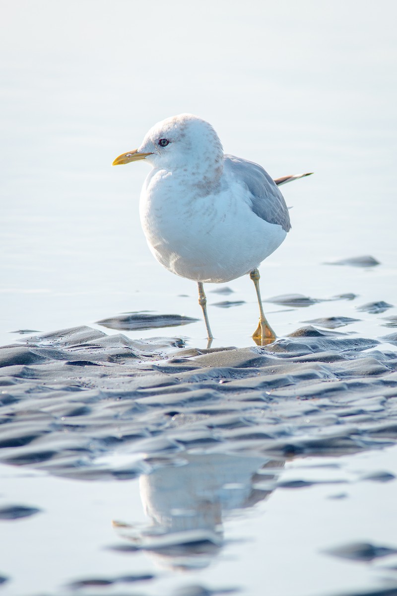Short-billed Gull - ML650840528