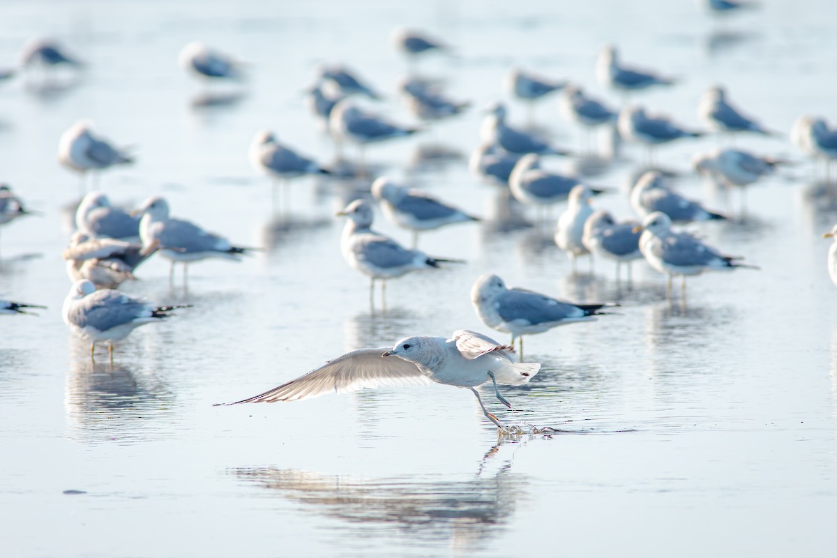 Short-billed Gull - ML650840529