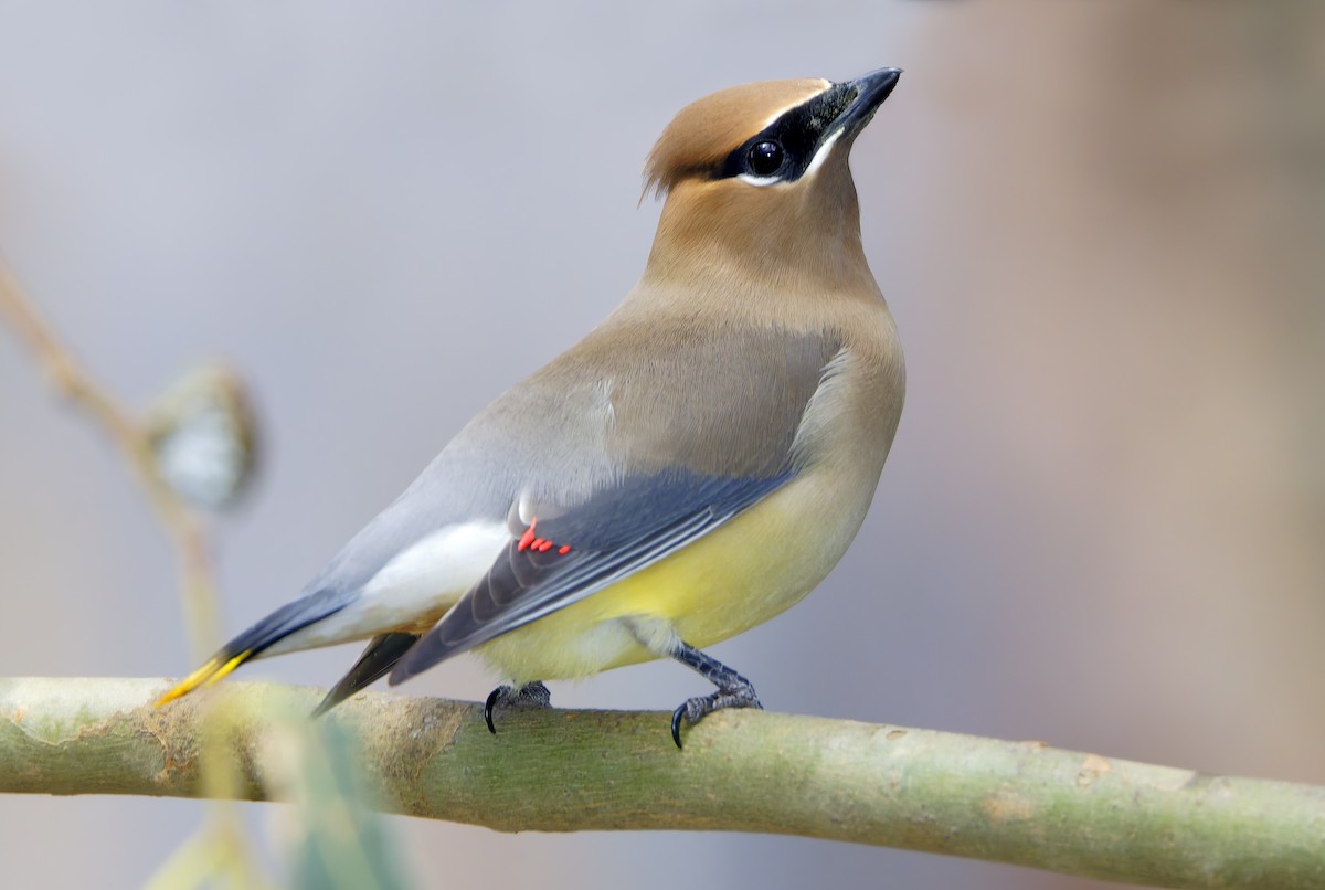 Cedar Waxwing - ML650840542