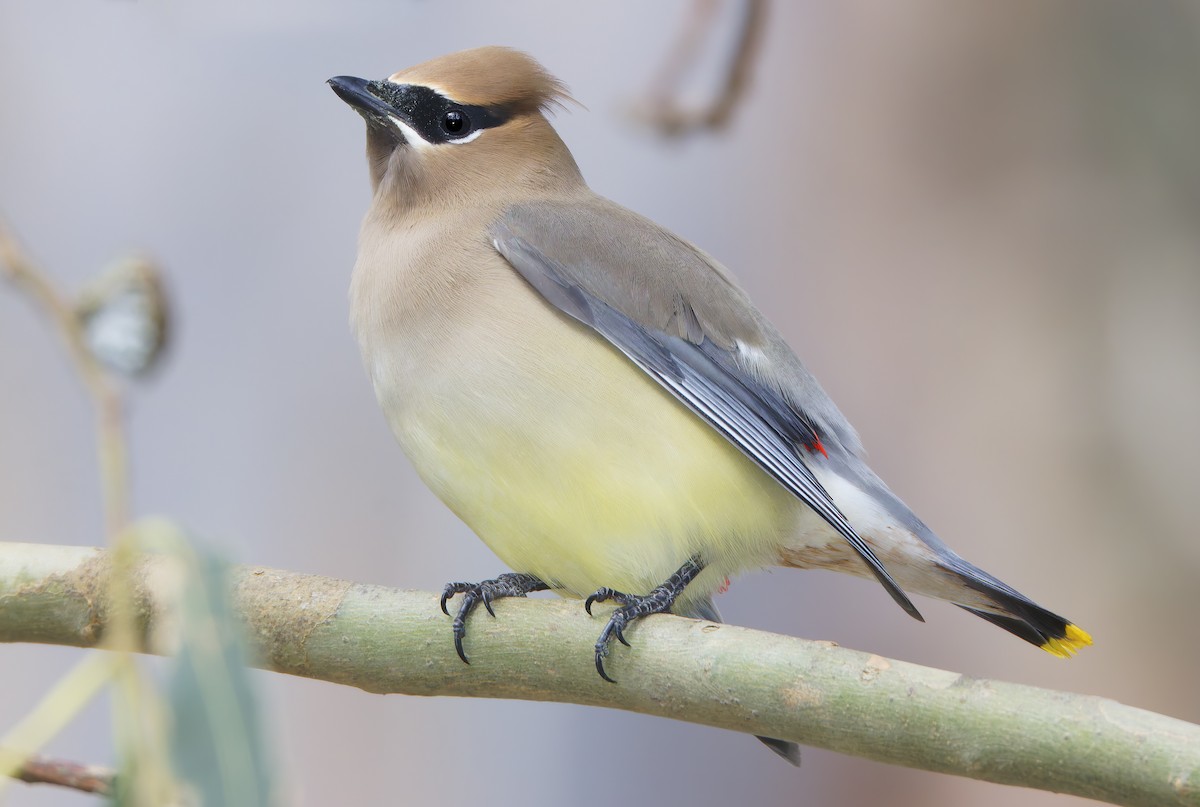 Cedar Waxwing - ML650840543