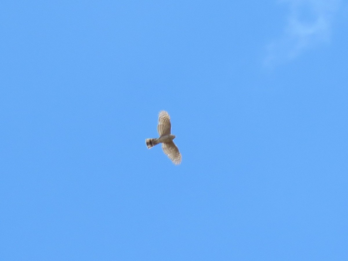 Sharp-shinned Hawk - ML650840550