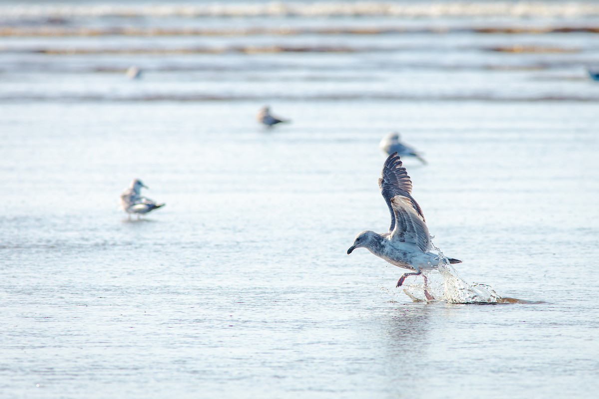 Western Gull - ML650840554