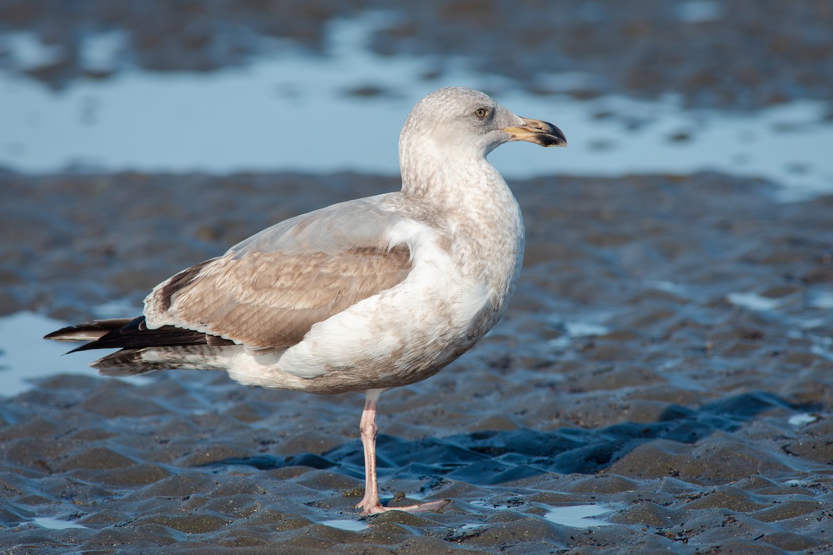 Western Gull - ML650840555