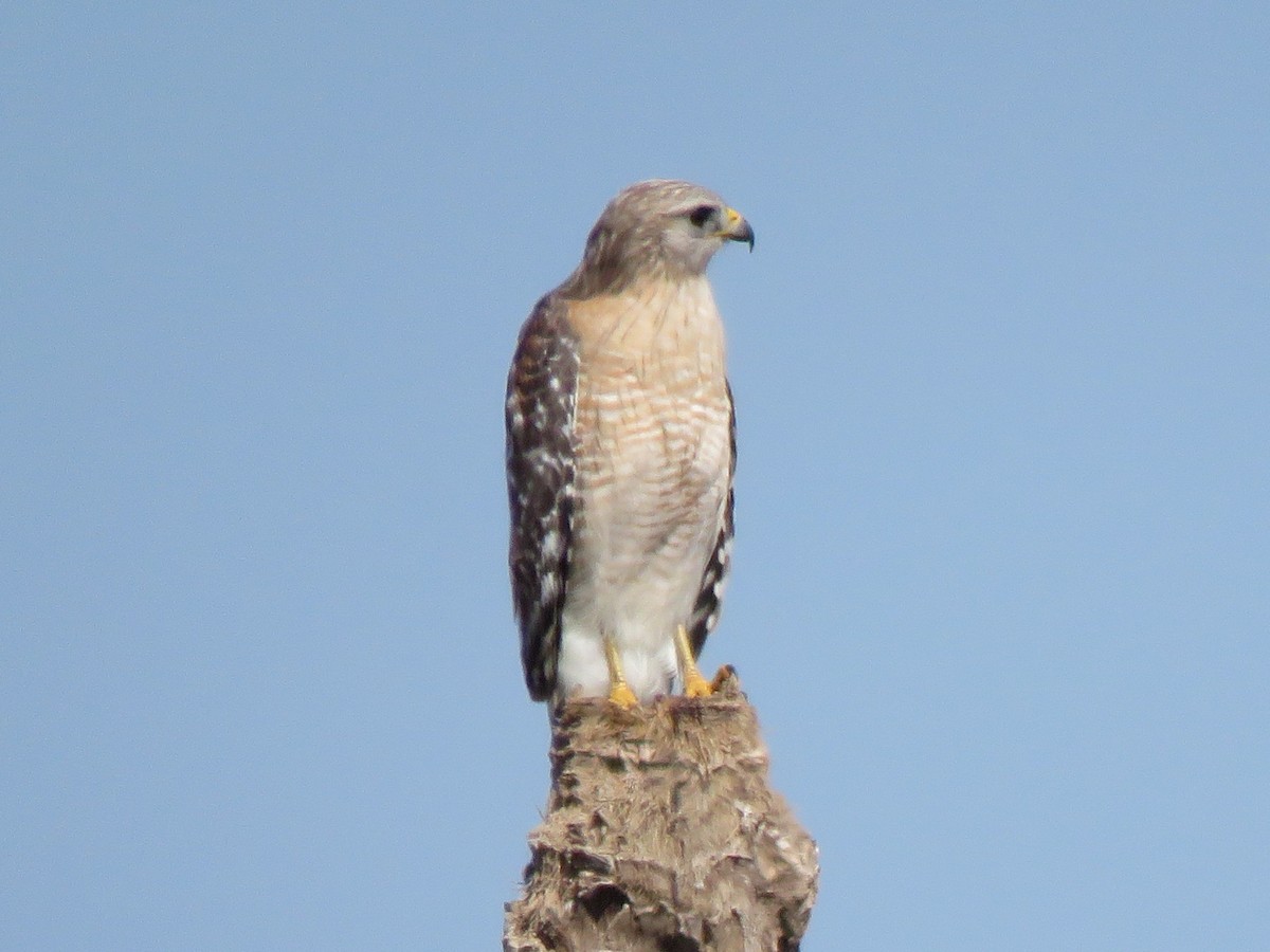 Red-shouldered Hawk - ML650840563