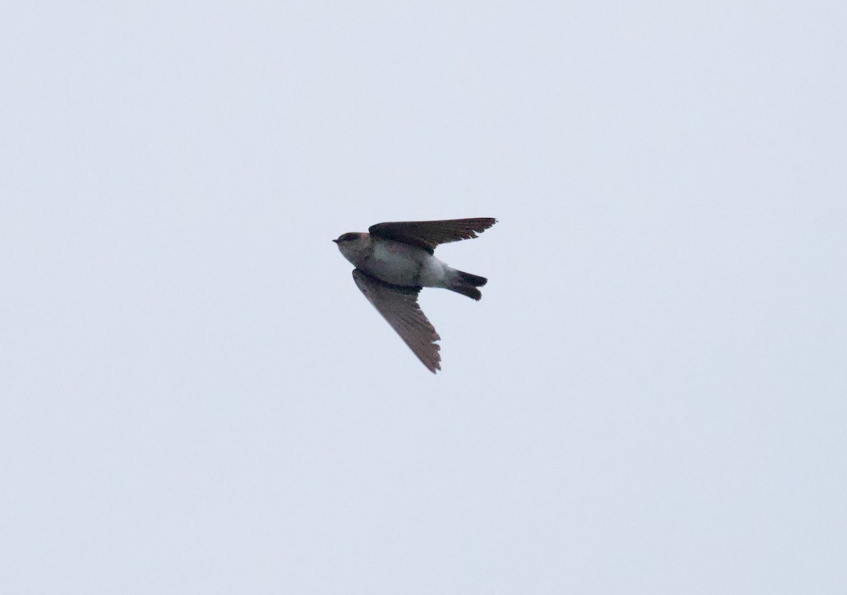 Gray-throated Martin - ML650840566