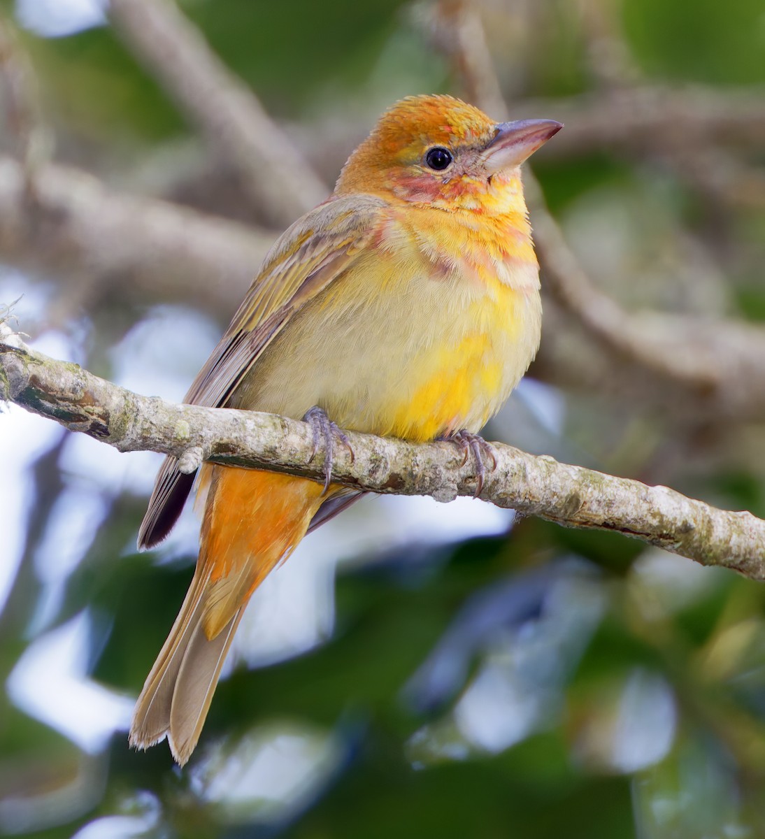Summer Tanager - ML650840569