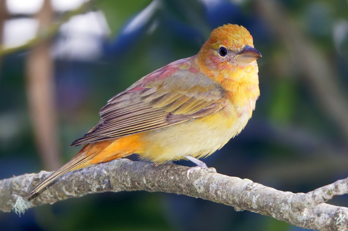 Summer Tanager - ML650840570