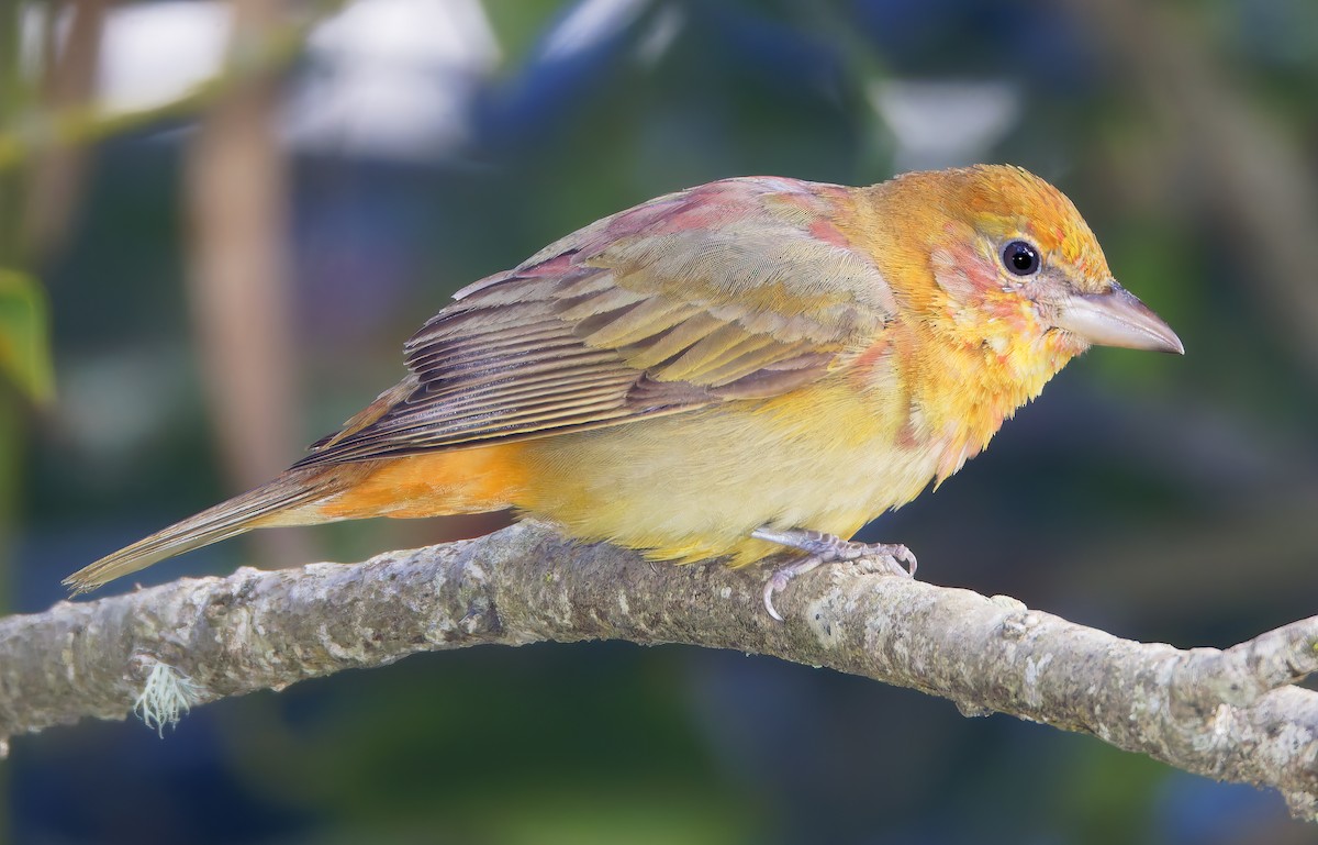 Summer Tanager - ML650840575