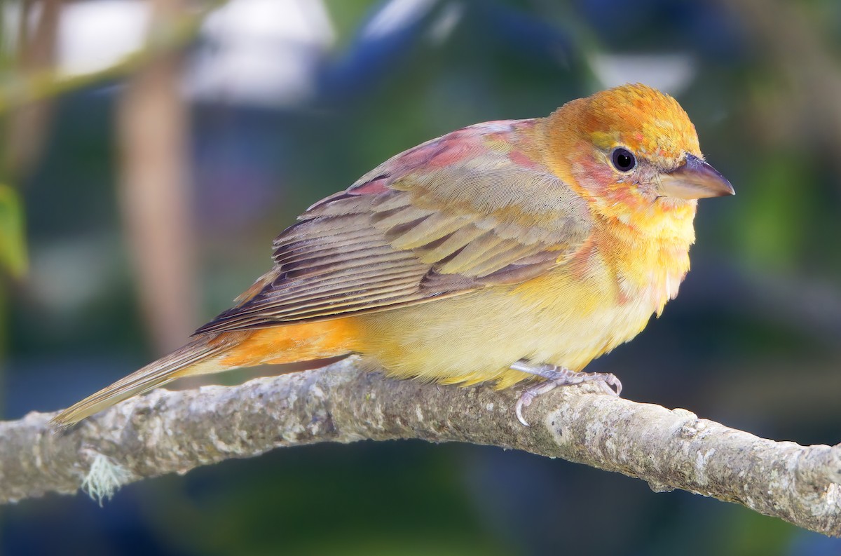 Summer Tanager - ML650840576
