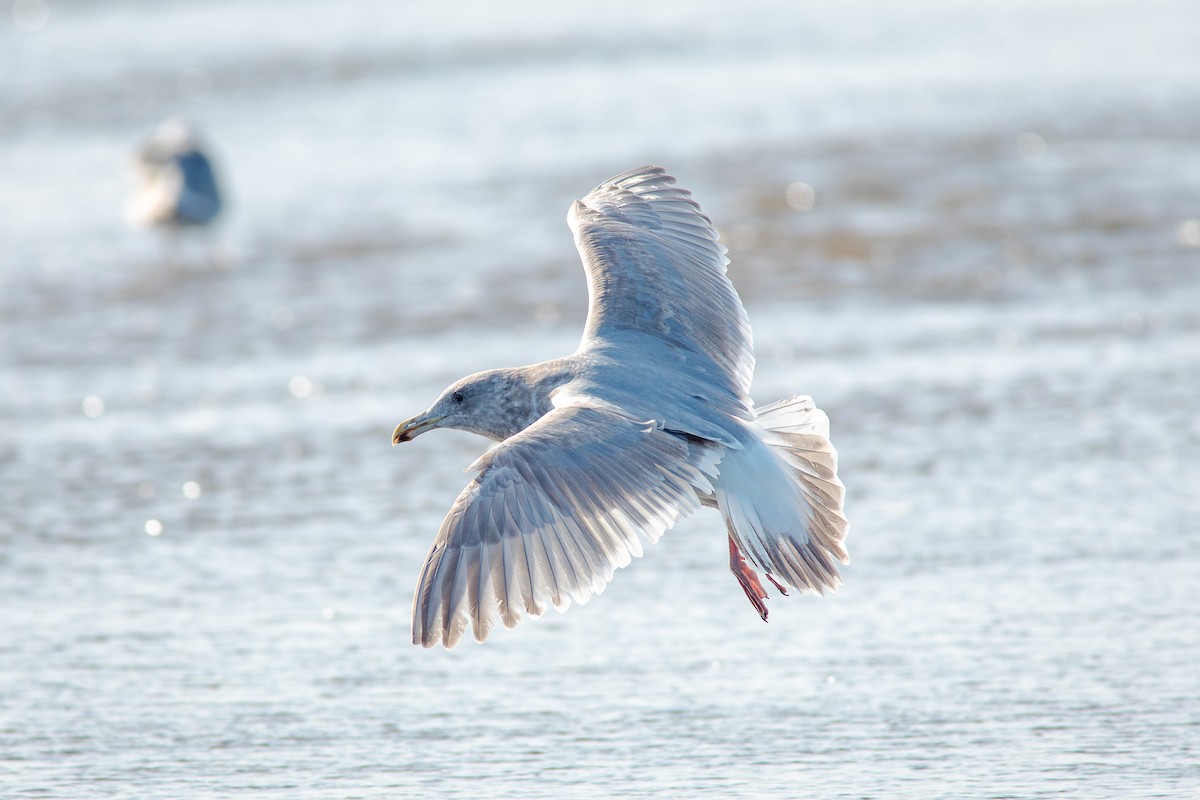 Glaucous-winged Gull - ML650840578