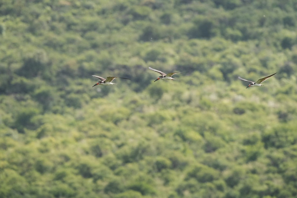 Black Skimmer - ML650840598