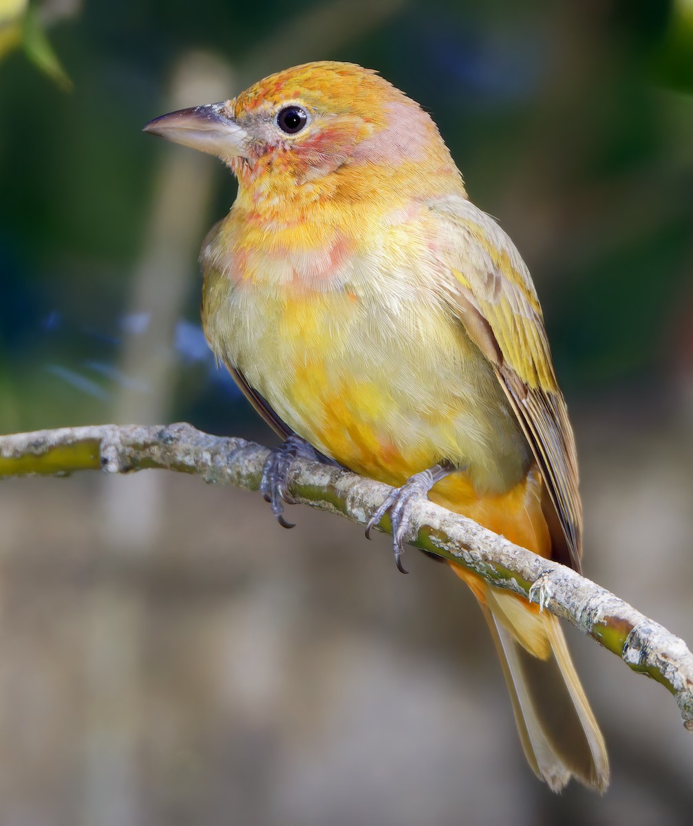 Summer Tanager - ML650840600