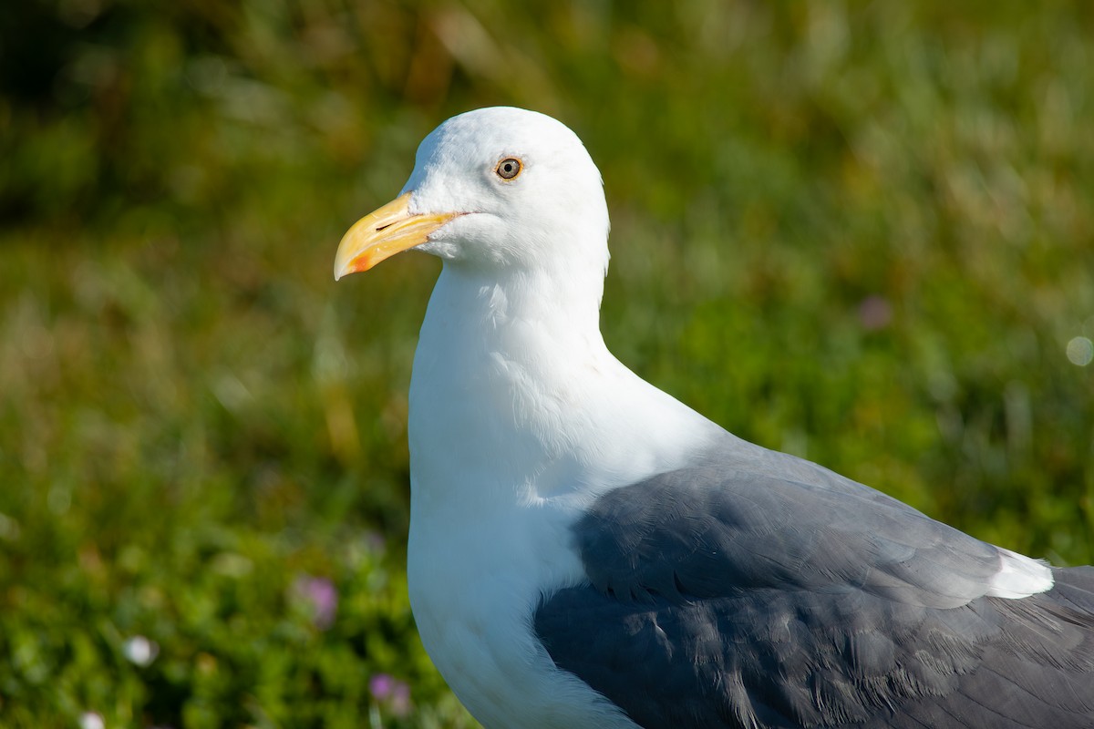Western Gull - ML650840601