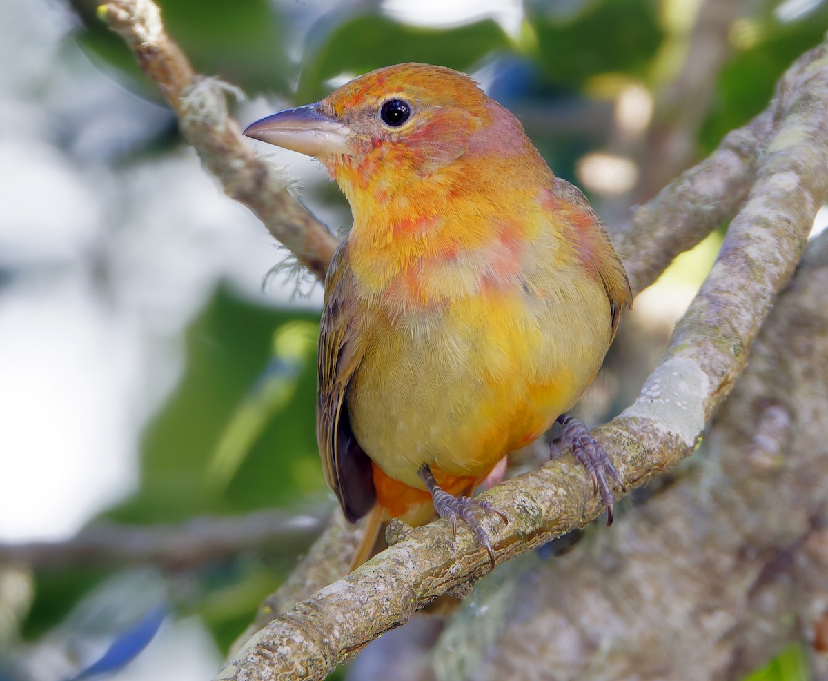 Summer Tanager - ML650840612