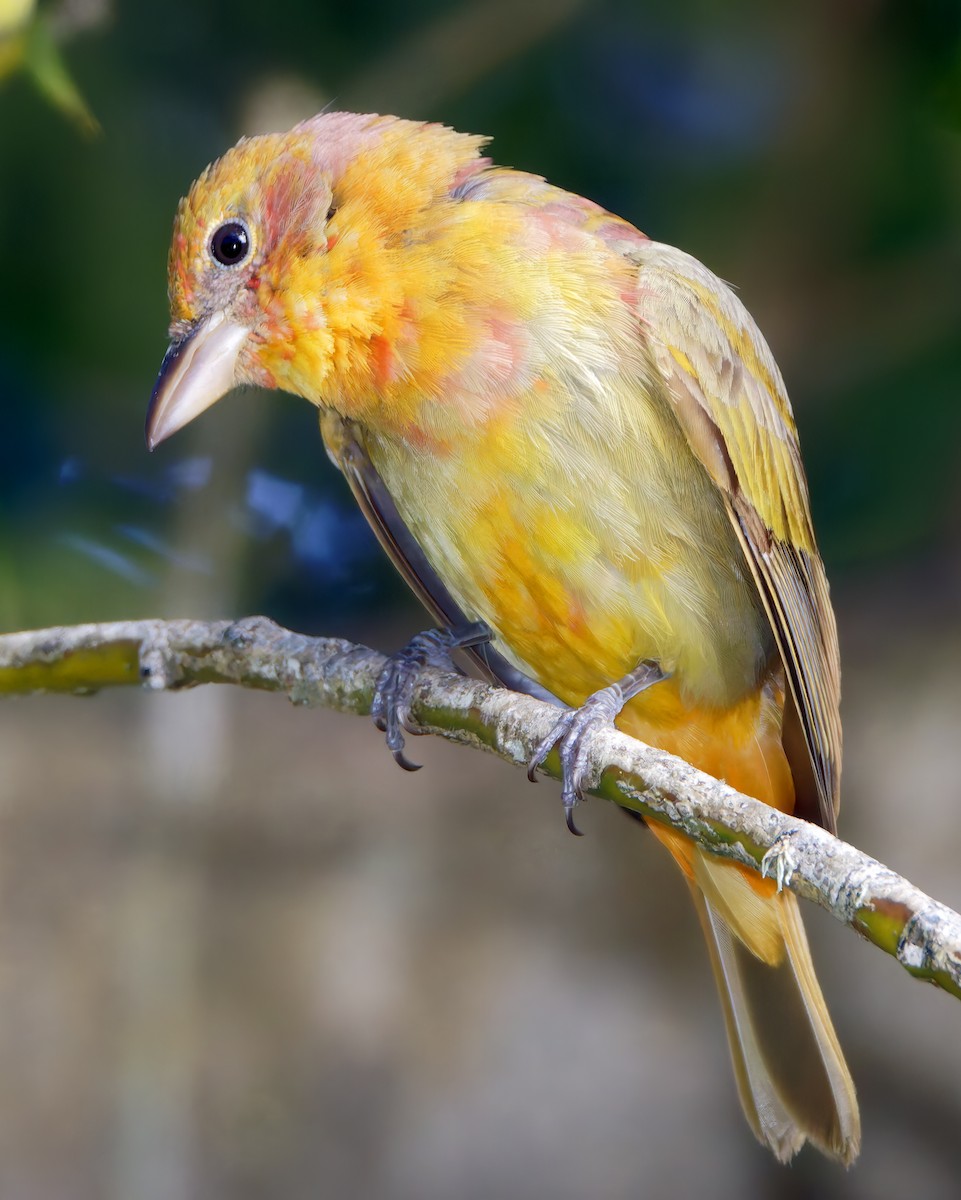 Summer Tanager - ML650840613