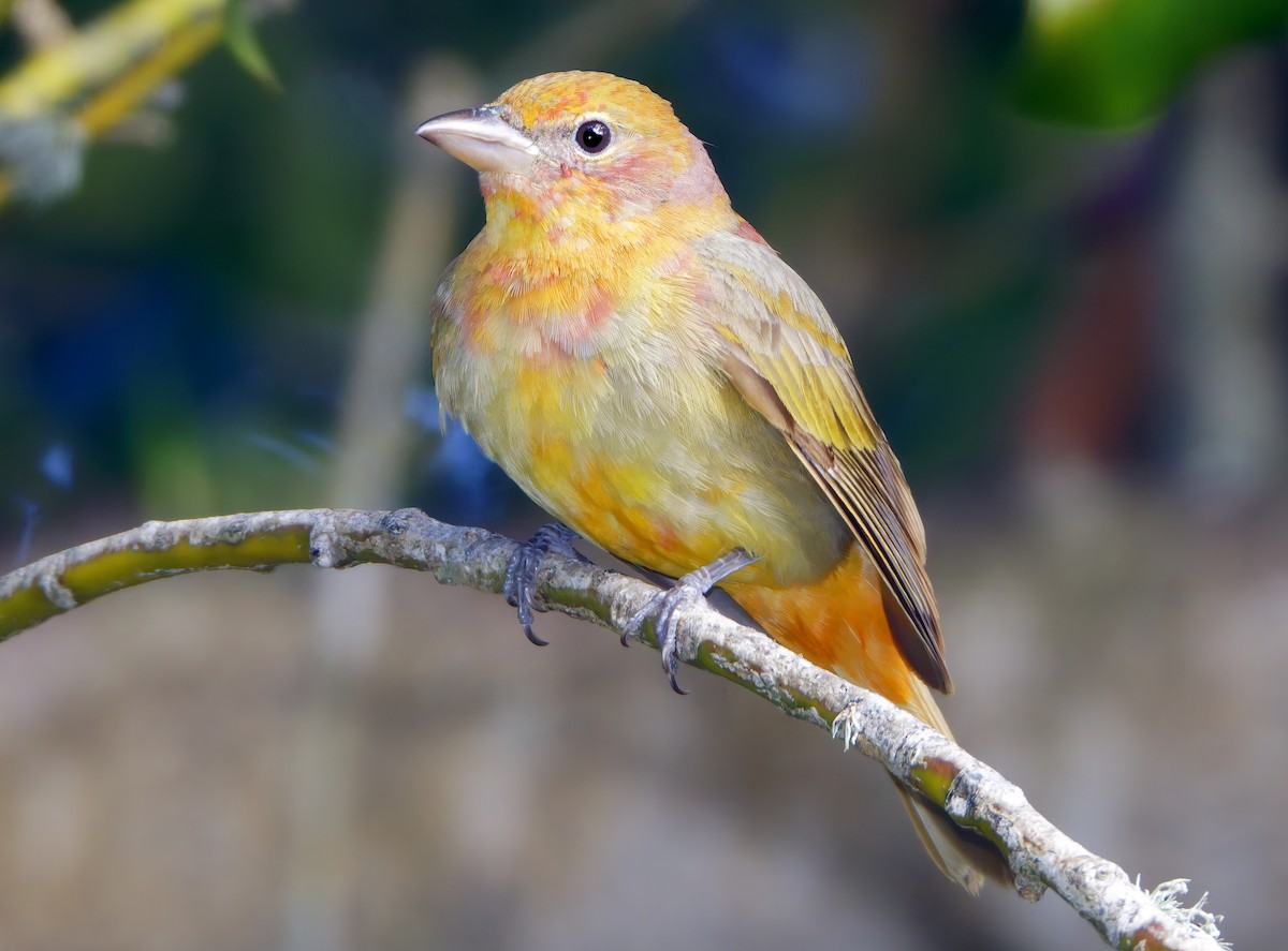 Summer Tanager - ML650840614